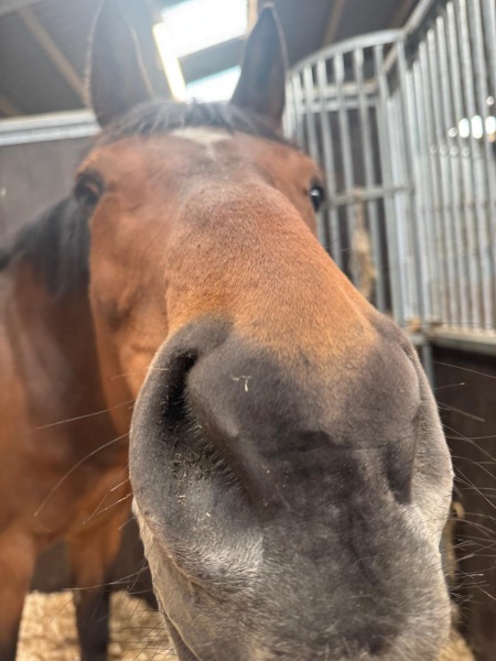 Sudden lameness - not abscess - any ideas?