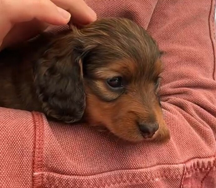 New puppy - parents temperament