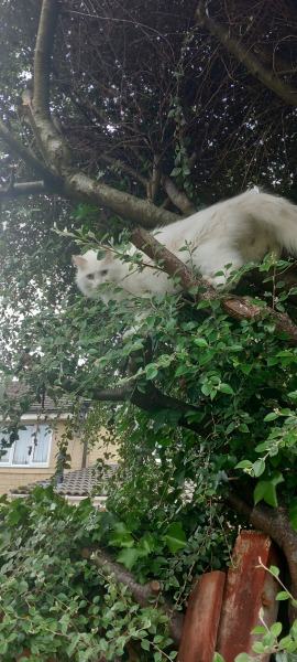 Roond and roond and up and doon - the Excellent Cats roam aboot