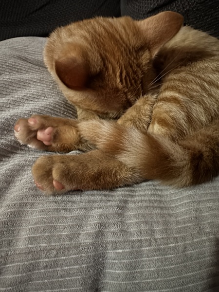 CATS!