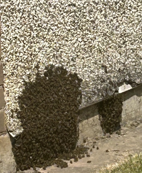 Need an expert! Wasps or bees?