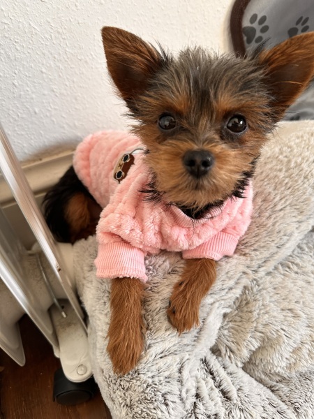 Wisdom needed re pup purchase