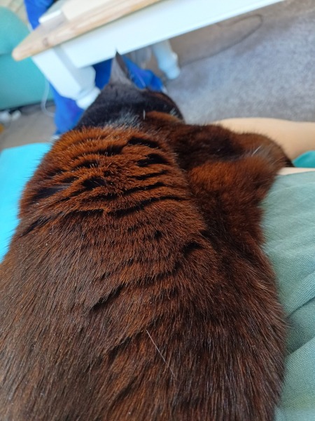 The Bluestocking Women's Pub, where brains can exist in a single state