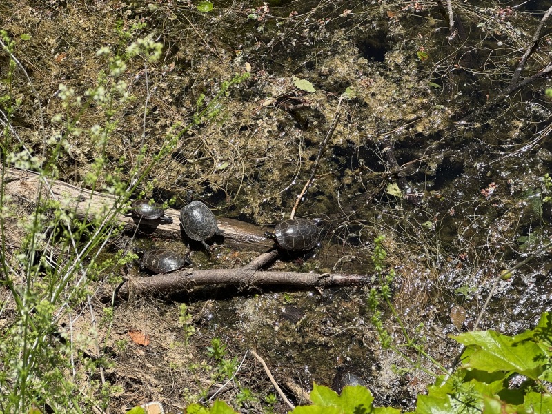 Come and tell us your dull and unexciting news 33: Calmly through the day