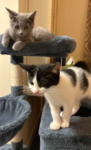 Roond and roond and up and doon - the Excellent Cats roam aboot