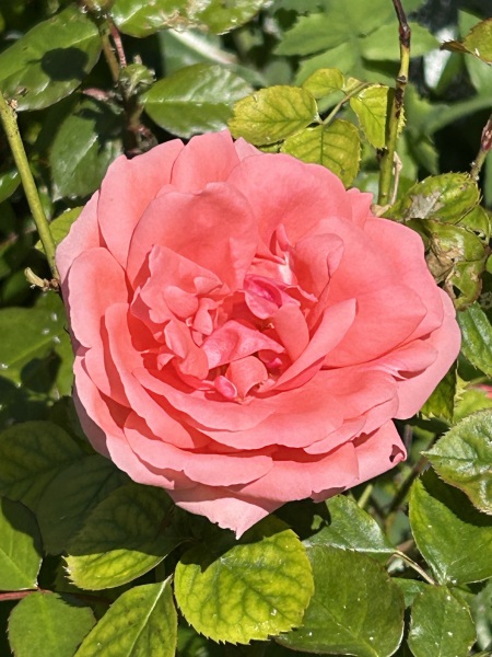 Which rose has bloomed first in your garden?