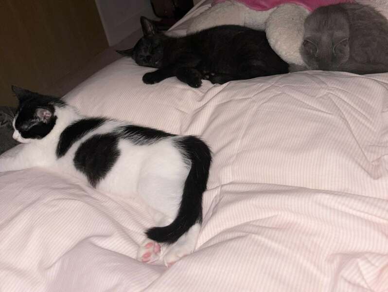 Roond and roond and up and doon - the Excellent Cats roam aboot