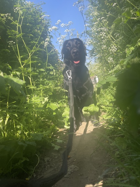 Shameless puppy pic post - please admire my gorgeous boy