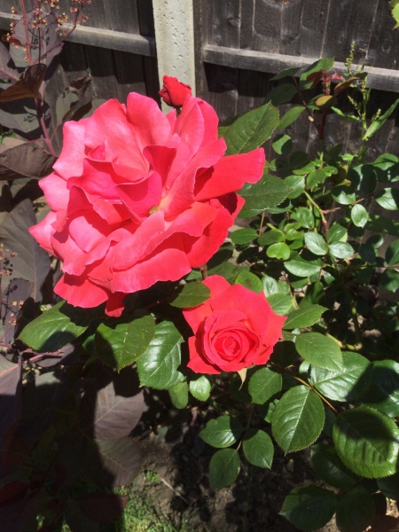 Thread 24 Starmer -Casting the net wider