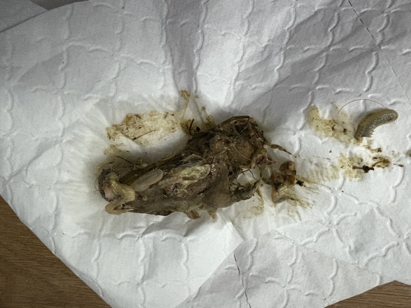 GRAPHIC PHOTO: AIBU to ask your advice about my cat’s sick?