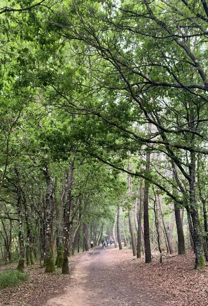 Thread 23 Starmer - Reflux Remedy