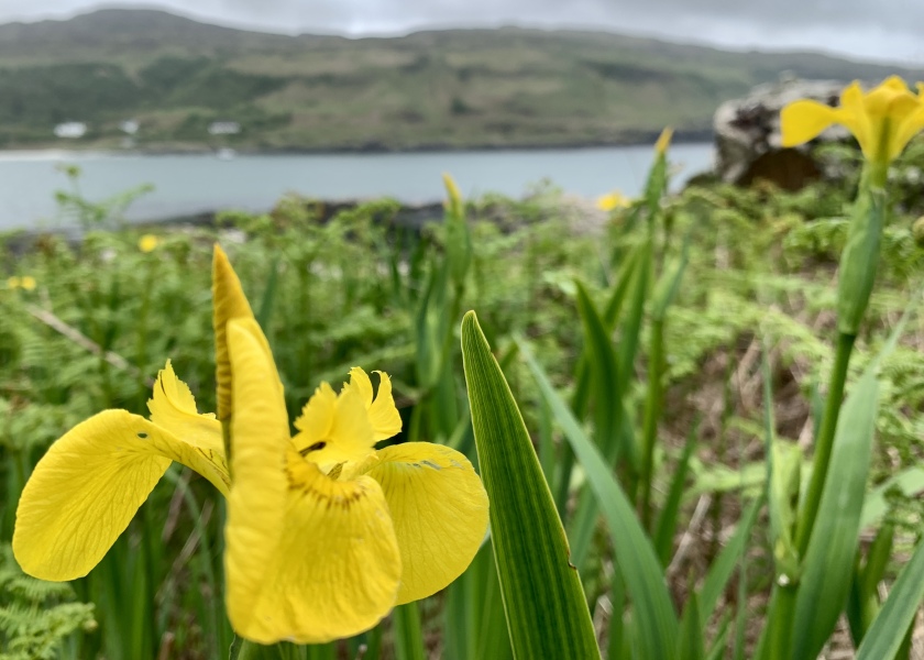 The Bluestocking Women’s Pub - The Return of Salad and the Lion