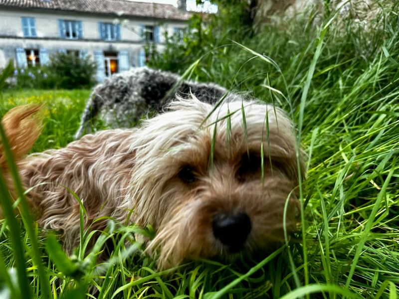 Dog ancestry/DNA tests-if you've done this, who did you use? Would you recommend them?
