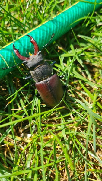 Do we have a Wildlife/Nature/Conservation topic?