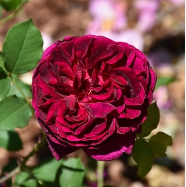 Can anyone recommend a deep reddish maroon rose please?