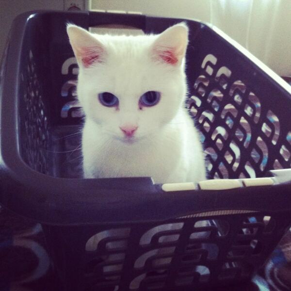 How often does your cat get stood on?