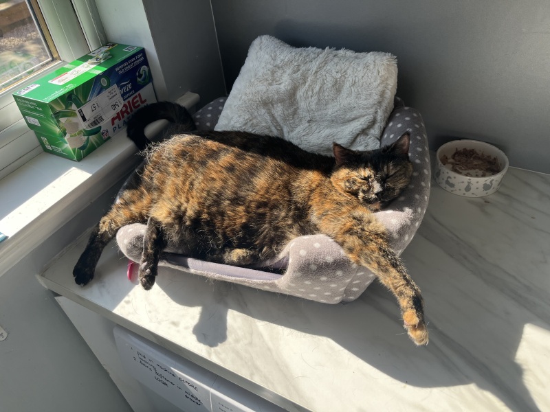 How exhausted are your cats today?