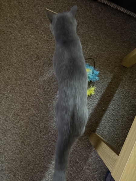 Is he underweight or too skinny for a british shorthair?