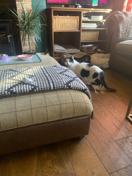 Taking on a 16 year old cat.
