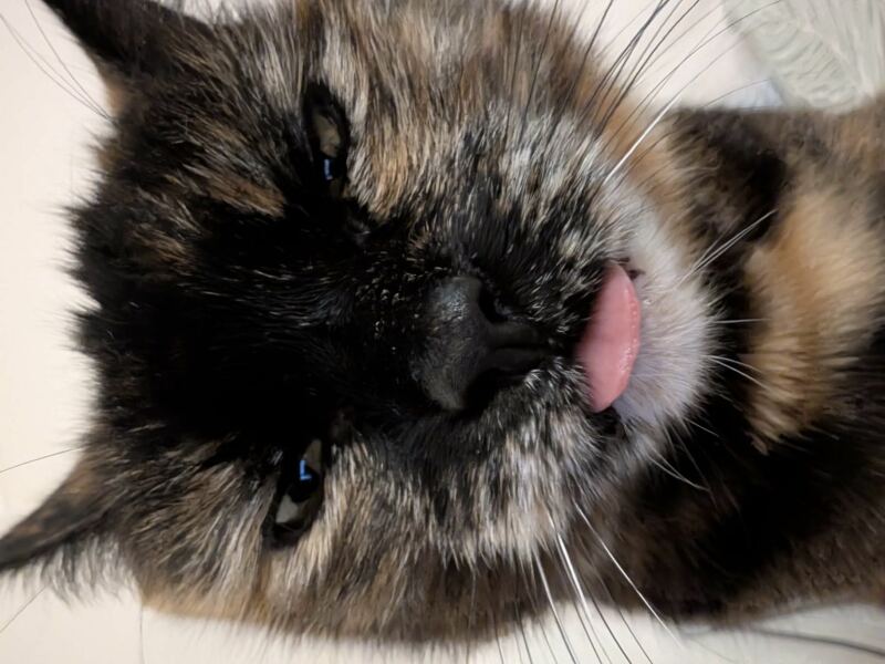 How exhausted are your cats today?