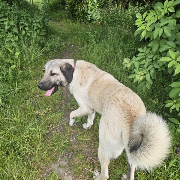 Looking for a steel/metal bath/pool for xxl dog!