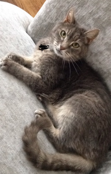 Fellow cat owners, WTF is this on my boy?!?