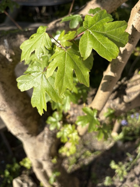What is this tree & what are the bugs?