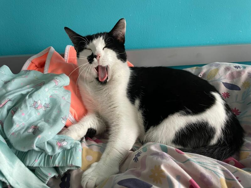 How exhausted are your cats today?