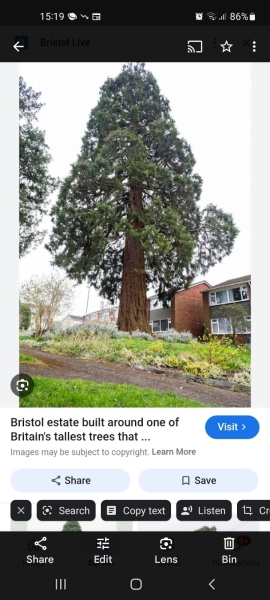 I am fed up with neighbours hassling me about our tree