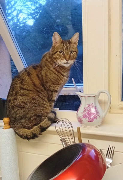 Roond and roond and up and doon - the Excellent Cats roam aboot