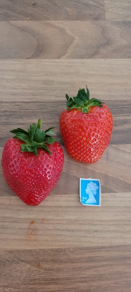 I thought they were joking about giant strawberries