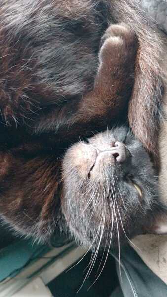 Roond and roond and up and doon - the Excellent Cats roam aboot