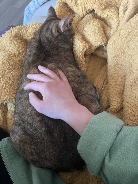 Hymns in Minor Keys & the Russian Easter Overture - the Excellent Cats ignore Culture.....