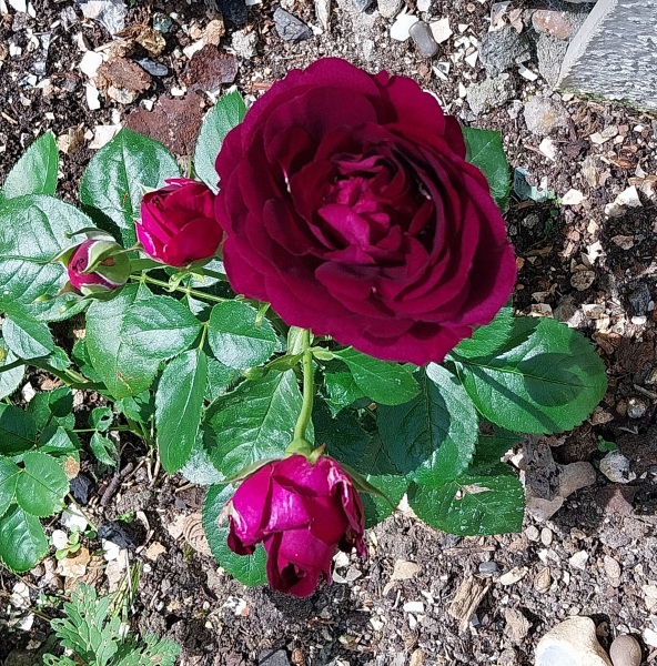 Which rose has bloomed first in your garden?