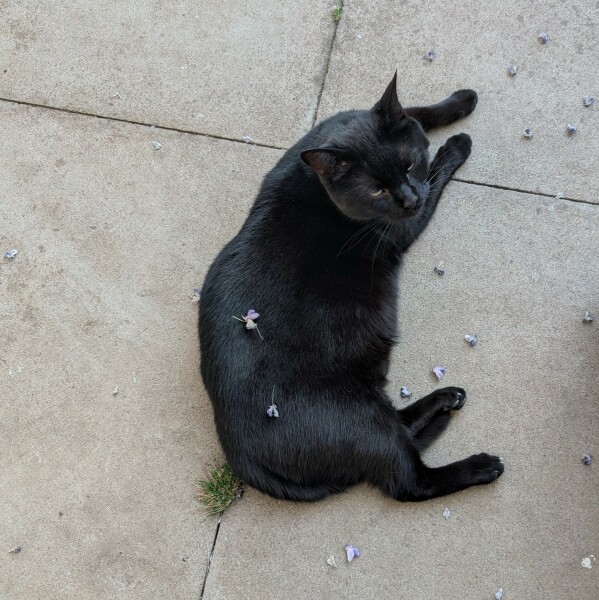 What have you done in the garden today? Part 6
