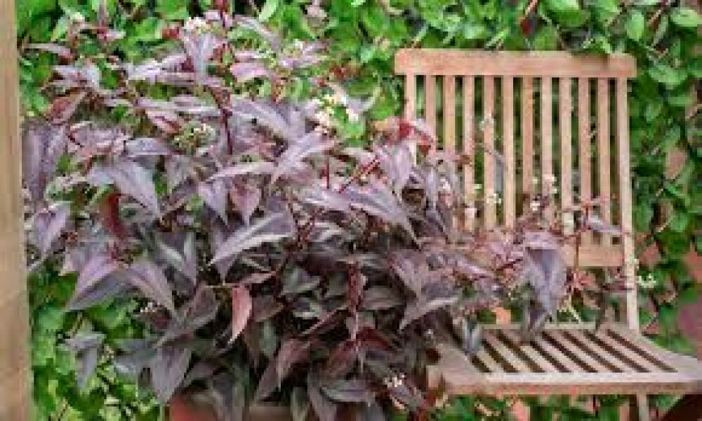 Patio garden, shady. What to plant in pots??