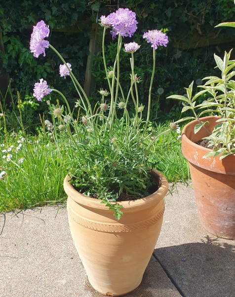 Container pots