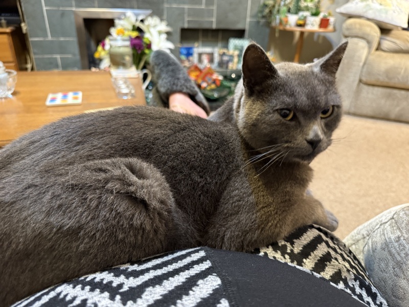 Help I need a Tracking Device for Cats