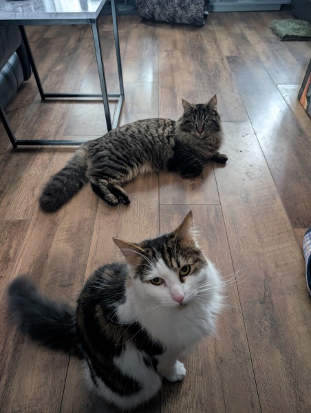 CATS!