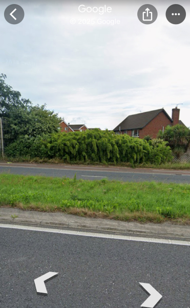 Neighbours planted bamboo at our fence… but now moving away.