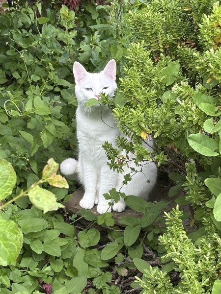 Roond and roond and up and doon - the Excellent Cats roam aboot