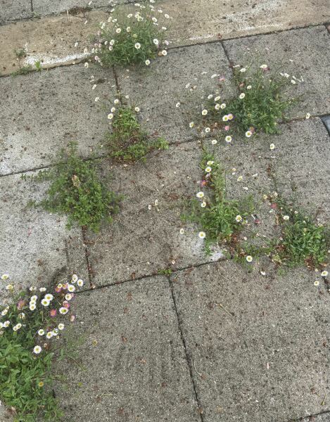 Patio weeds(with pic)