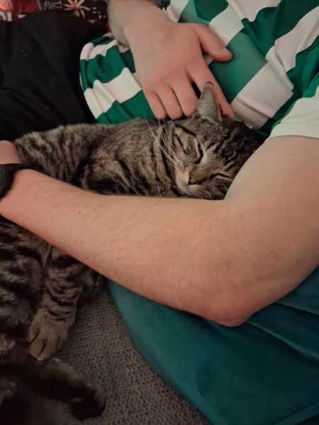 My cat died today
