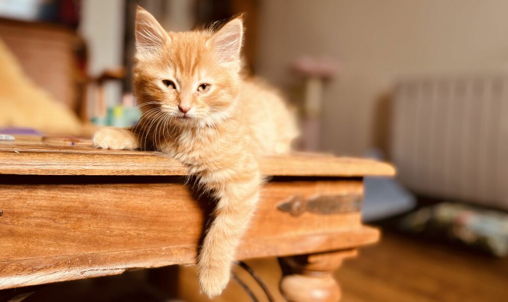 Good Morning Mumsnet! What's everyone up to today?