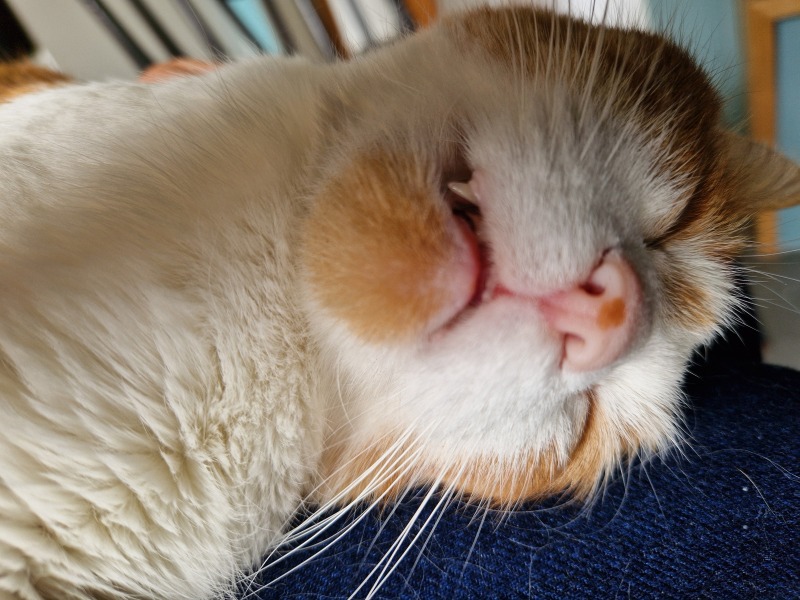 Roond and roond and up and doon - the Excellent Cats roam aboot