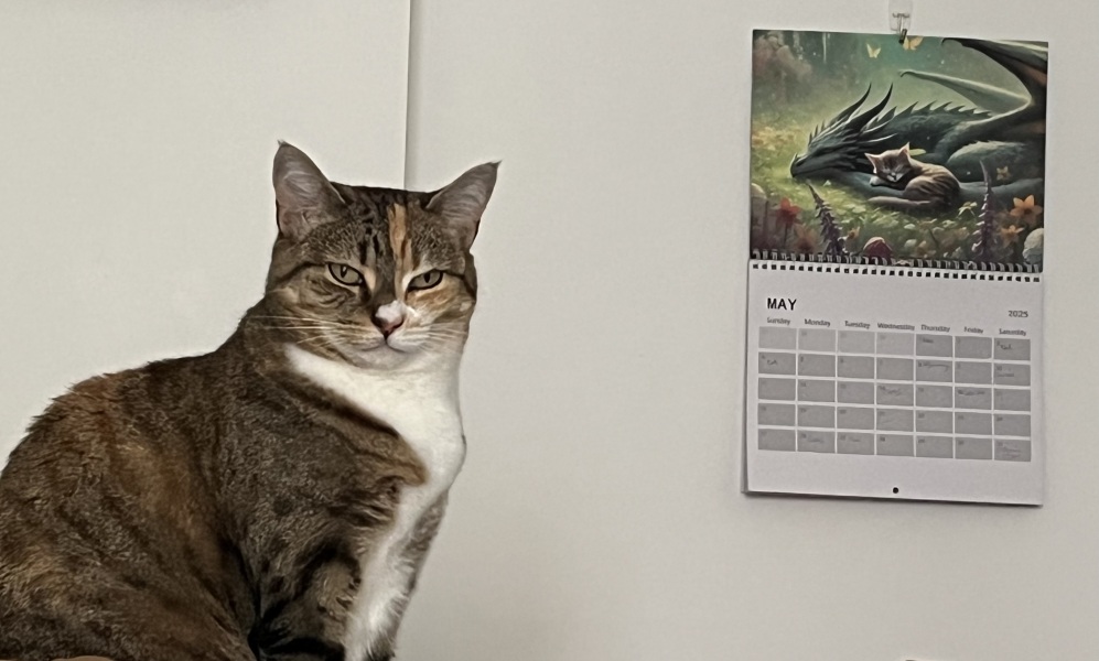 Roond and roond and up and doon - the Excellent Cats roam aboot