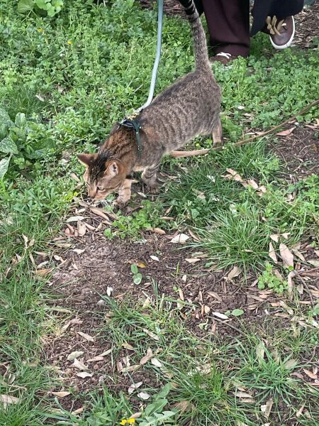 Kitten has run off on leash please reassure me