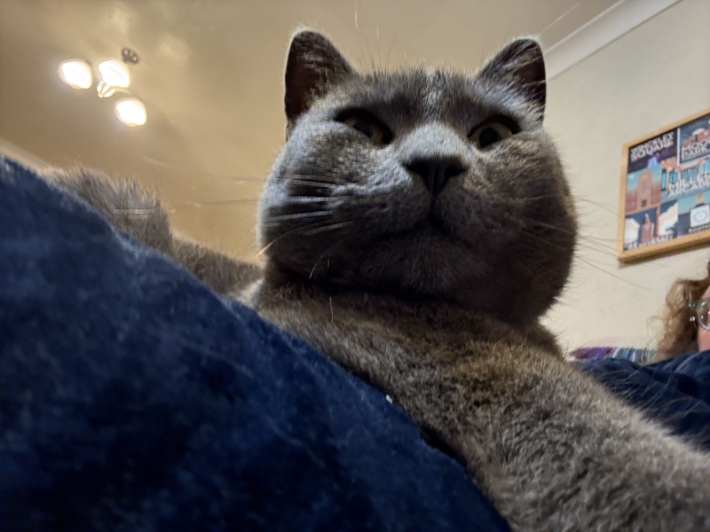 Roond and roond and up and doon - the Excellent Cats roam aboot