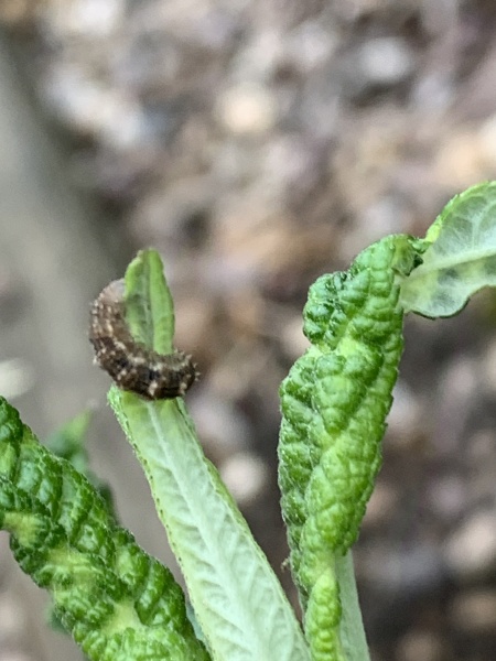 Can anyone identify this disease(?) on my buddleia?