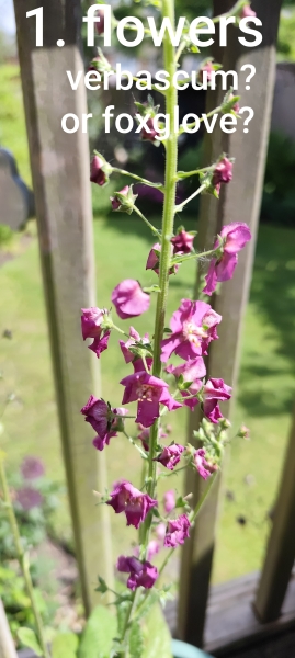 Can we play a game of foxglove, hollyhock or verbascum?